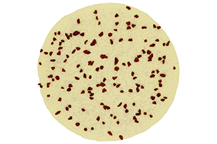 LA VIE EN CHOCOLAT　ヨーグルト